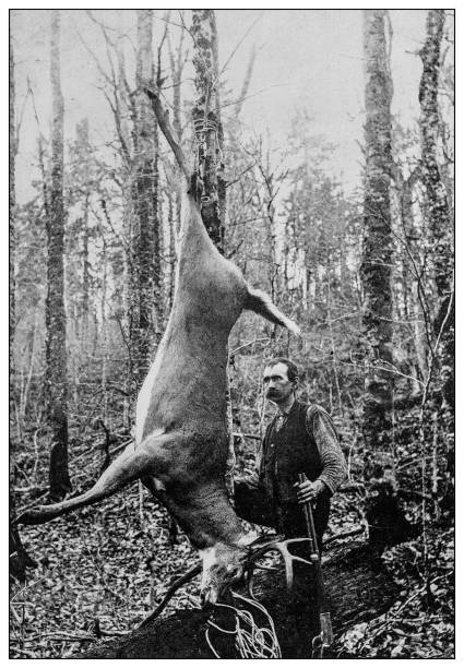 ilustraciones, imágenes clip art, dibujos animados e iconos de stock de foto antigua en blanco y negro: hunter - ciervo fotos