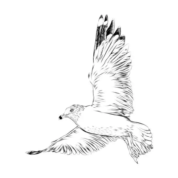 Vector illustration of Seagull Drawn in Pen and Ink. EPS10 Vector Illustration