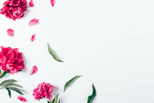 istock Blooming pink peonies and green leaves 1261656471