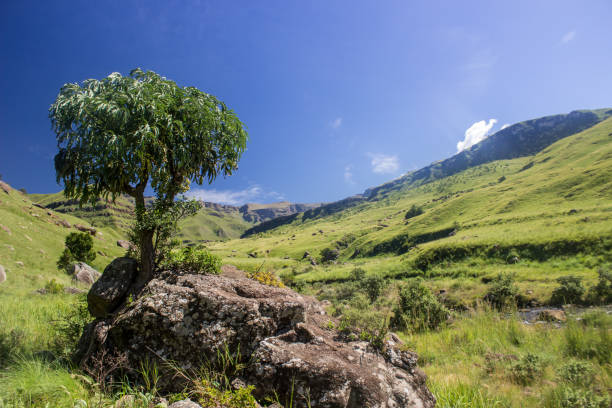 View over the Afroalpine grassland with a Mountain Cabbage Tree (Cussonia Paniculata) growing next to a Basalt Boulder in the forefront, photographed at Loteni, Drakensberg, South Africa