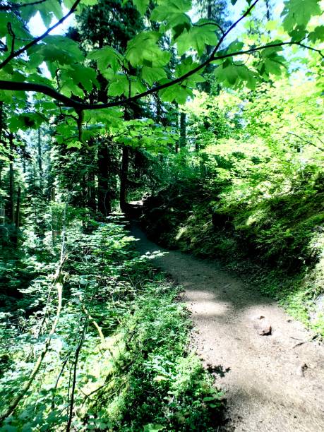 a path through the forest - lower proxy falls imagens e fotografias de stock