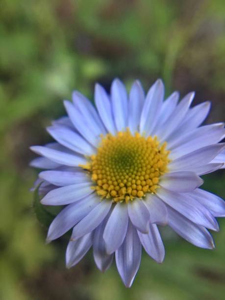 istock one single daisy flower / bellis perennis 1261661046
