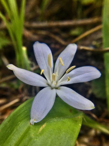 istock white bead lily / bride's bonnet / queen's cup - clintonia uniflora 1261662220