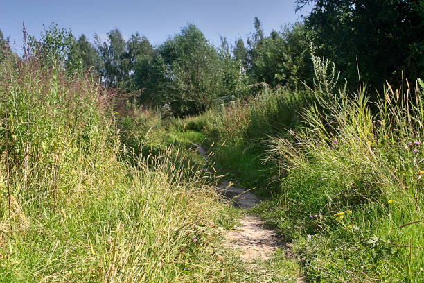 istock a path in the meadow leads to the trees 1261662780