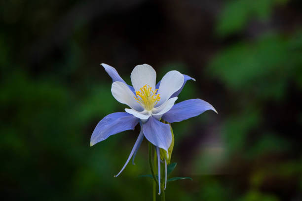 istock Wildflowers and Visitors 1261662978