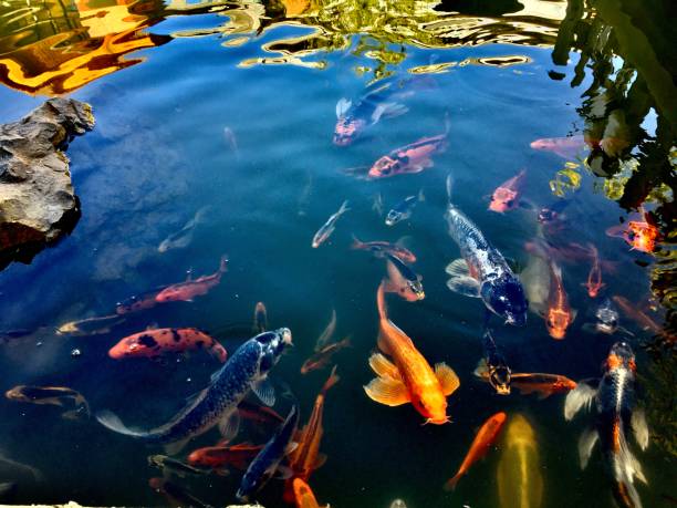 istock curious koi fish / lucky carp / japanese koi 1261662988