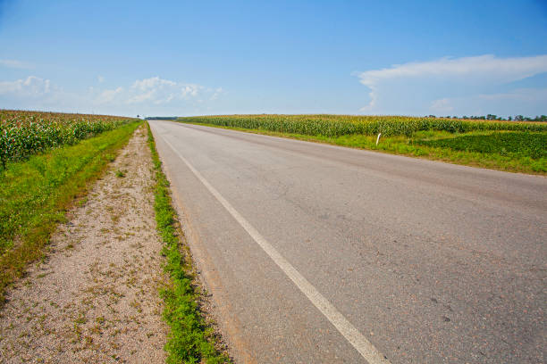 istock Road in central Ukraine, fields of corn by the sides 1261663722