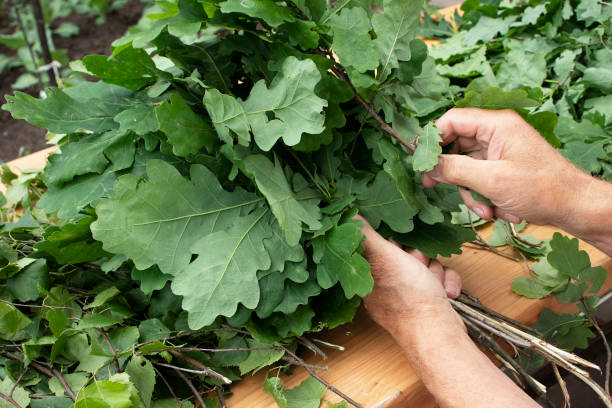 istock a man makes brooms for a bath from fresh oak branches 1261664135
