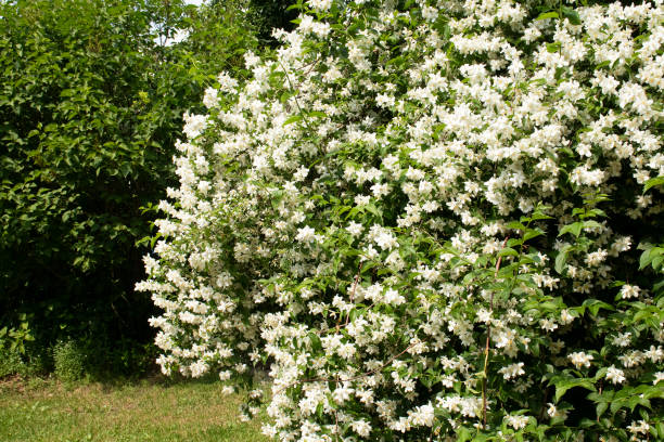 istock white jasmine flowers in the garden 1261664136