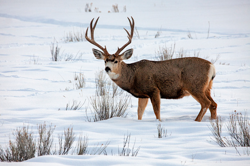 A mule deer buck shows off his rack against a wintry background.