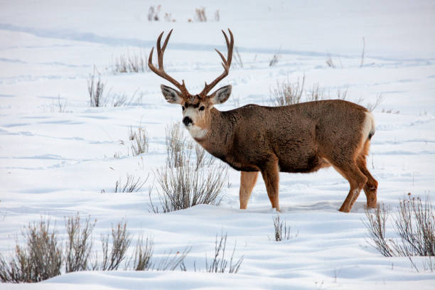 Mule Deer Buck In Winter stock photo