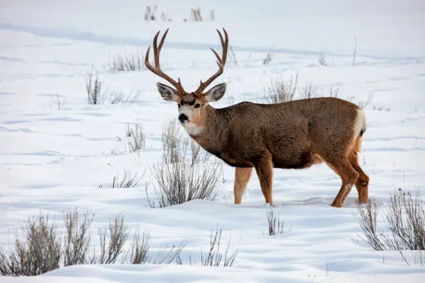 Photo of Mule Deer Buck In Winter