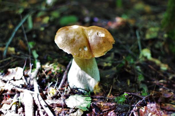 istock Penny bun mushroom in forest. Close up view. 1261664272