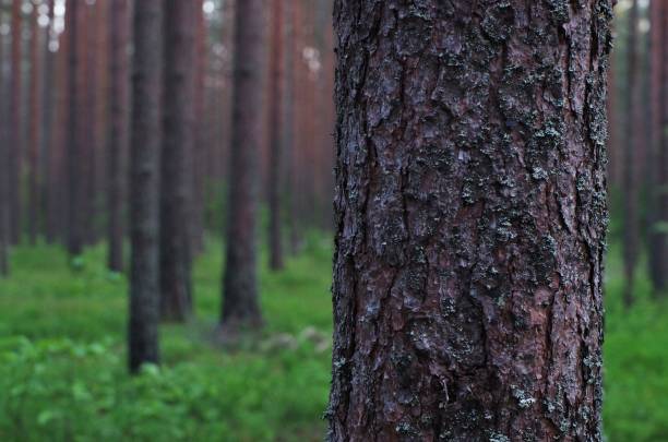istock Bark of a pine tree. Close up view. 1261664273
