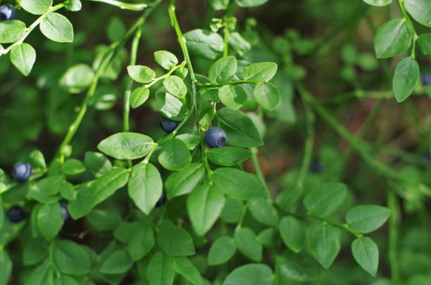 istock Blueberry on branch in forest. Close up view. 1261664277