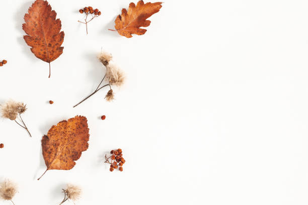 istock Autumn composition. Dried leaves, flowers, rowan berries on white background. Autumn, fall, thanksgiving day concept. Flat lay, top view 1261665928