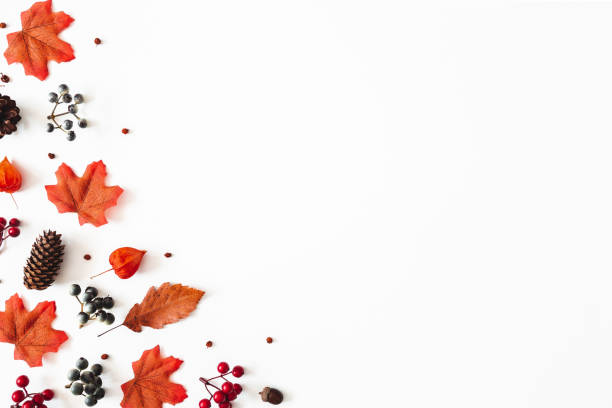 istock Autumn composition. Frame made of flowers, maple leaves, berries on white background. Autumn, fall, thanksgiving day concept. Flat lay, top view 1261665947