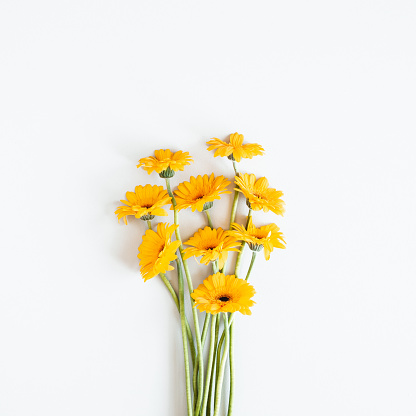 Bộ sưu tập hoa Yellow flower white background trên nền trắng tinh khôi