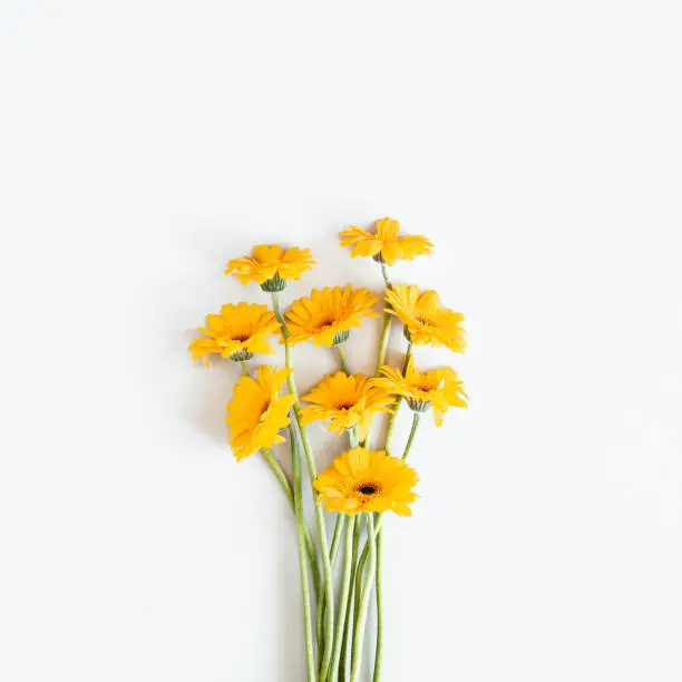 Photo of Autumn composition. Gerbera flowers on white background. Autumn, fall concept. Flat lay, top view, copy space