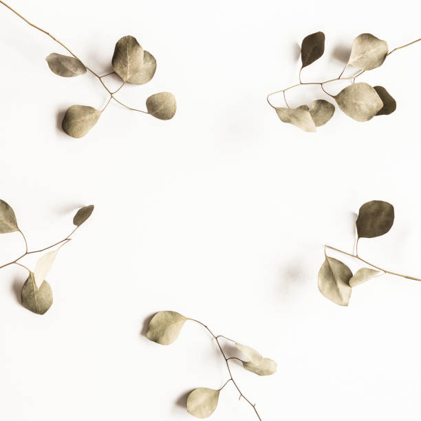 istock Autumn composition. Eucalyptus leaves on white background. Autumn, fall, winter concept. Flat lay, top view 1261665997