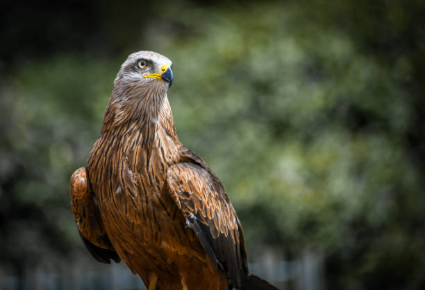 istock Adult hawk searching for prey 1261666063