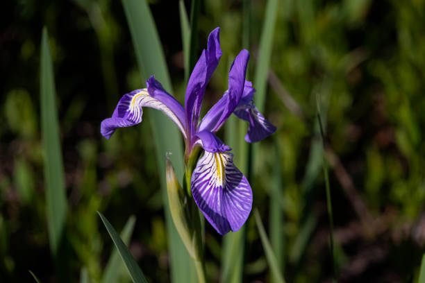 istock Wildflowers and Visitors 1261666390