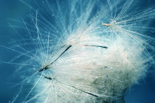 istock Dendelion. Abstract macro photo of dendelion seeds 1261673202