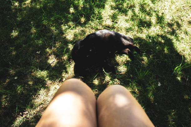 female legs on grass with winged black cat with tree shadows in Burgos, CL, Spain