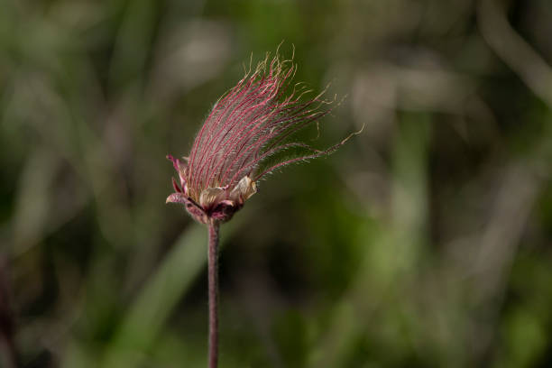 This plant can blanket large areas and during seed release it can appear as smoke.