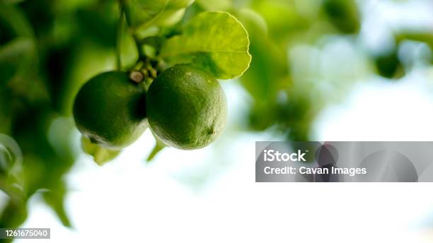 Green Lemon Hanging From A Branch Stock Photo - Download Image Now - Agriculture, Branch - Plant Part, Close-up