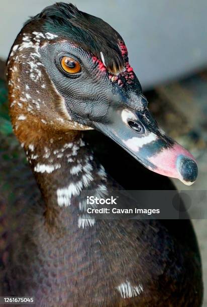 Black Duck Face Close Up Stock Photo - Download Image Now - Animal, Animal Body Part, Animal Eye