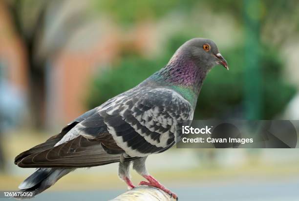 Grey Dove In The City Stock Photo - Download Image Now - Animal, Animal Body Part, Animal Eye