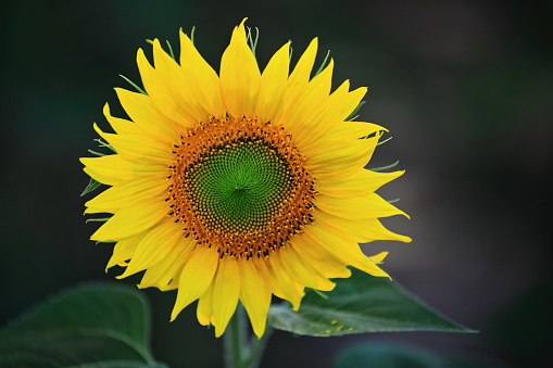Close-up of sunflower in the shade of the Castilian sun-Bureba region-Burgos-Spain-27 in La Bureba, CL, Spain