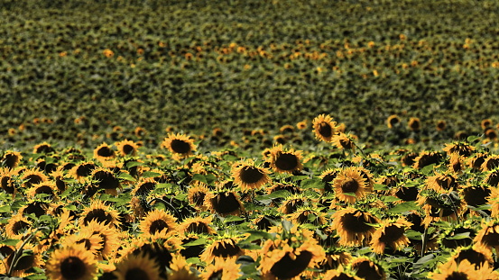 Sunflower field under the Castilian sun. Bureba region-Burgos province-Spain-31 in La Bureba, CL, Spain