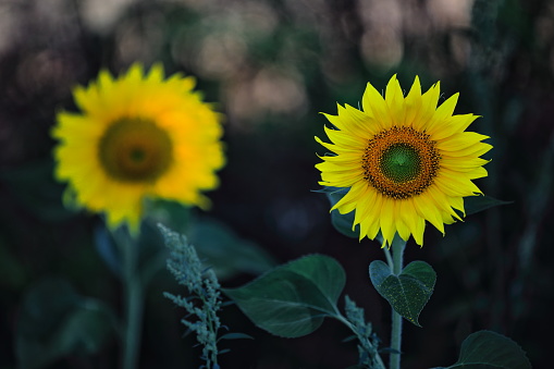 Close-up of sunflowers in the shade of the Castilian sun-Bureba region-Burgos-Spain-28 in La Bureba, CL, Spain