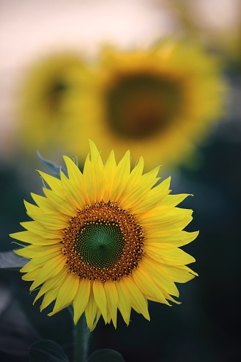Close-up of sunflowers in the shade of the Castilian sun-Bureba region-Burgos-Spain-29 in La Bureba, CL, Spain