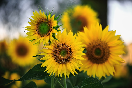 Close-up of sunflowers in the shade of the Castilian sun-Bureba region-Burgos-Spain-30 in La Bureba, CL, Spain
