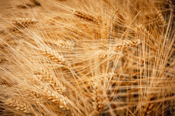 ripe wheat ears in a field close-up - 3498 imagens e fotografias de stock