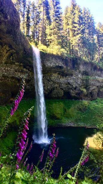 silver falls and pink foxgloves - super wide angle panorama