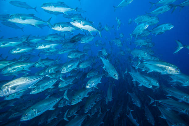 어류, 열대어, - tuna sea underwater fish 뉴스 사진 이미지