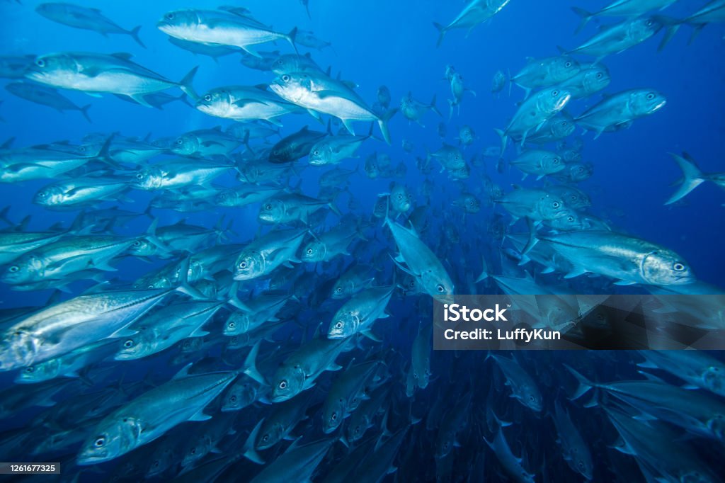school of fish , tropical fishes, barracuda,caranx,snapper, school of fish, underwater tropical fishes, ocean life, Tuna - Animal Stock Photo