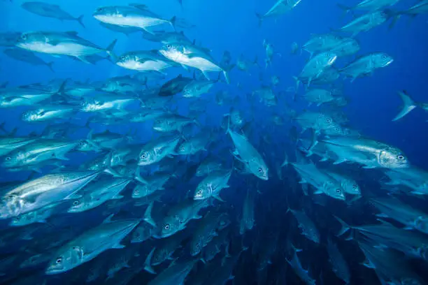 barracuda,caranx,snapper, school of fish, underwater tropical fishes, ocean life,