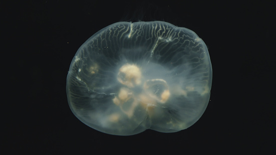 Close-up of a fascinating jellyfish underwater, perfectly usable for all topics related to aquatic organisms or animals in general.