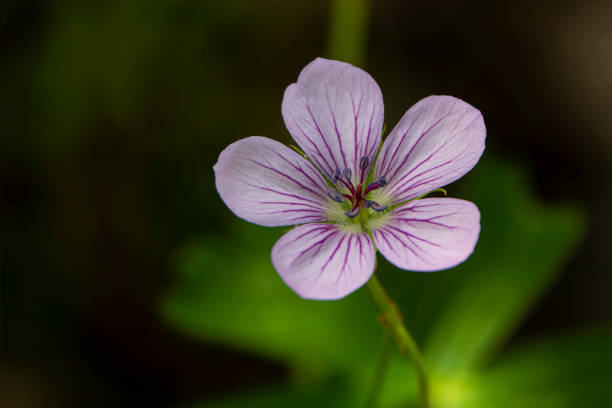 istock Wildflowers and Visitors 1261678389