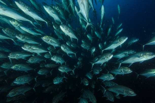 어류, 열대어, - tuna sea underwater fish 뉴스 사진 이미지