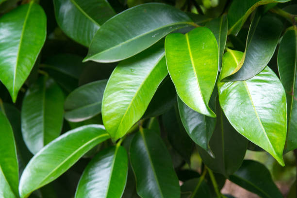 istock tropical leaves, abstract green leaves texture,sensitive focus 1261681384