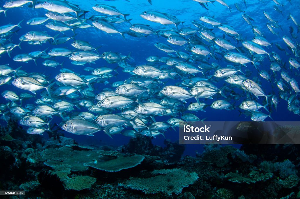 school of fish , tropical fishes, barracuda,caranx,snapper, school of fish, underwater tropical fishes, ocean life, Tuna - Animal Stock Photo