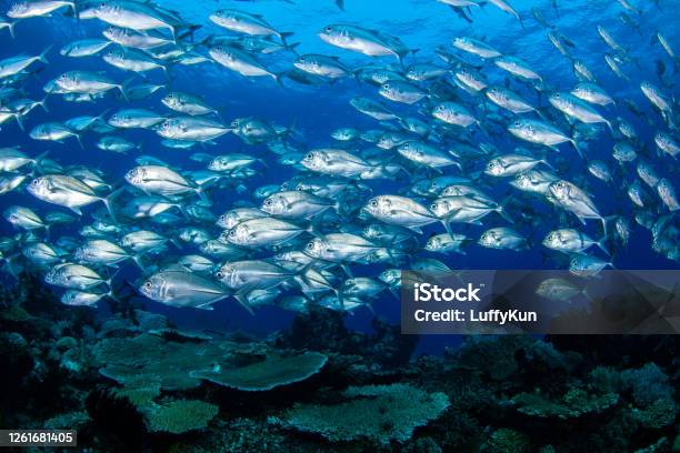 School Of Fish Tropical Fishes Stock Photo - Download Image Now - Tuna - Animal, School of Fish, Bigeye Trevally