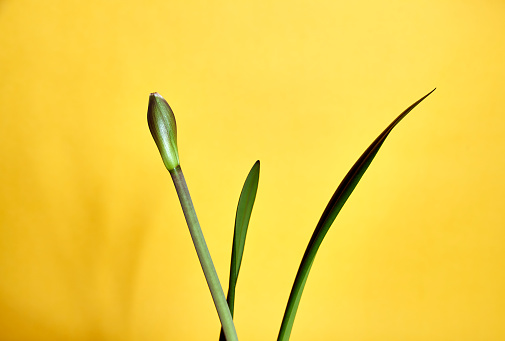 DSLR full frame image of an amaryllis species of lily family in front of the yellow background in Germany