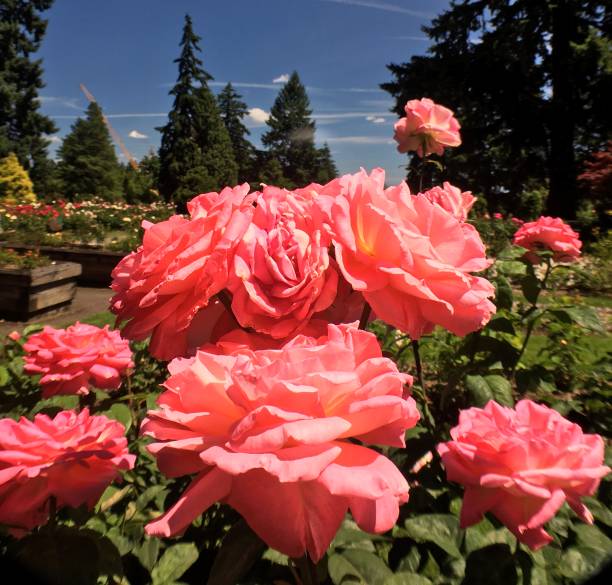 hot pink full roses international rose test garden, washington park, portland, or - usa samuel howell stock pictures, royalty-free photos & images